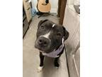 Adopt Luna a Black - with White American Pit Bull Terrier / Mixed dog in