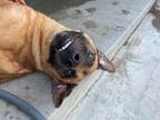 Adopt Billy a Belgian Malinois dog in Roanoke, VA (39308164)