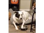 Adopt Imi a Black - with White Great Pyrenees / Catahoula Leopard Dog / Mixed