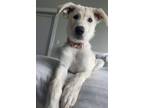 Adopt Millie a White - with Tan, Yellow or Fawn German Shepherd Dog / Mixed dog