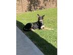Adopt Roxie a Black - with Tan, Yellow or Fawn German Shepherd Dog / Mixed dog