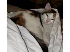 Adopt Sakura a Calico or Dilute Calico Calico / Mixed (medium coat) cat in
