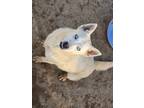 Adopt Aurora a White Husky / Mixed dog in Palmdale, CA (41298005)