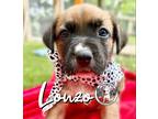 Adopt Lonzo Balbina a Brown/Chocolate Black Mouth Cur dog in Portland