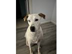 Adopt Bruno a White - with Brown or Chocolate Labrador Retriever / Mixed dog in