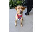 Adopt McLovin a Tan/Yellow/Fawn Labrador Retriever / Mixed dog in Gulfport