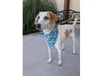 Adopt Ellie a White Treeing Walker Coonhound / Mixed dog in Gulfport