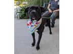 Adopt Andre a Black Terrier (Unknown Type, Medium) / Mixed Breed (Medium) /