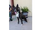 Adopt Nova a Black Border Collie / Husky / Mixed dog in Gulfport, MS (37403387)