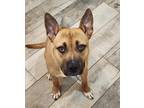 Adopt Scout a Red/Golden/Orange/Chestnut - with Black Belgian Shepherd / Mixed