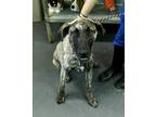 Adopt Lary a Brindle Black Mouth Cur / Mixed Breed (Medium) / Mixed (short coat)