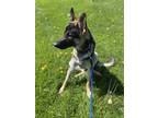 Adopt Otto a Tan/Yellow/Fawn German Shepherd Dog / Mixed dog in Gettysburg