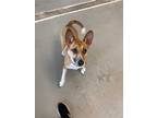 Adopt Fancy a Tricolor (Tan/Brown & Black & White) Basenji / Mixed dog in