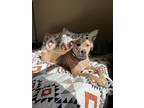 Adopt Dixie a Tan/Yellow/Fawn American Staffordshire Terrier / Labrador