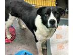 Adopt Spicy a Black Labrador Retriever / Mixed dog in Florence, AL (41297877)