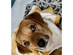 Adopt Pablo a Red/Golden/Orange/Chestnut - with White Beagle / Terrier (Unknown