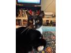 Adopt Nina a Black & White or Tuxedo Manx / Mixed (short coat) cat in