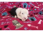 Old English Sheepdog Puppy for sale in Evansville, IN, USA
