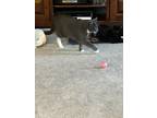 Adopt Mia a Gray or Blue (Mostly) Domestic Shorthair / Mixed (short coat) cat in