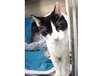 Adopt ZaZu a White Domestic Shorthair / Mixed Breed (Medium) / Mixed (short