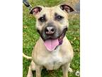 Adopt Thimble a Tan/Yellow/Fawn American Pit Bull Terrier / Mixed dog in
