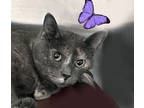 Adopt Butterfly a Gray or Blue Domestic Shorthair / Mixed Breed (Medium) / Mixed