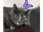 Adopt Butterfly a Gray or Blue Domestic Shorthair / Domestic Shorthair / Mixed