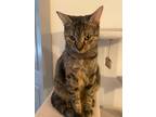 Adopt Greta a Brown Tabby Domestic Shorthair / Mixed (short coat) cat in