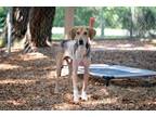 Adopt Doc a Tricolor (Tan/Brown & Black & White) Foxhound dog in SAINT