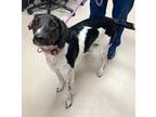 Adopt Daisy a Black Labrador Retriever / Coonhound dog in SAINT AUGUSTINE, FL