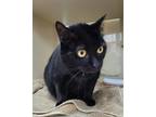 Adopt Izzy a All Black Domestic Mediumhair / Domestic Shorthair / Mixed cat in