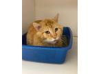 Adopt Alanta a Orange or Red Domestic Mediumhair / Mixed Breed (Medium) / Mixed