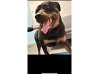 Adopt Chop a Brown/Chocolate - with Black Rottweiler / Mixed dog in Dallas