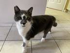 Adopt Finn a Gray or Blue American Shorthair / Mixed (short coat) cat in