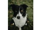 Adopt Finn a Black - with White Border Collie / Mixed dog in Nashville