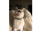 Adopt Pearl a Calico or Dilute Calico Domestic Shorthair / Mixed (short coat)