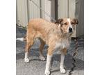 Adopt Jovi a Australian Cattle Dog / Terrier (Unknown Type