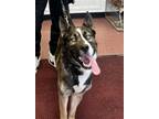 Adopt Ruger a Black - with Tan, Yellow or Fawn Husky / Mastiff / Mixed dog in