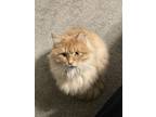 Adopt Othello a Orange or Red Tabby Domestic Longhair / Mixed (long coat) cat in