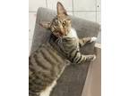 Adopt Button a Brown Tabby American Shorthair / Mixed (short coat) cat in