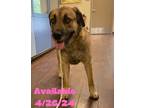 Adopt Dog Kennel #8 a Shepherd (Unknown Type) / Mixed Breed (Medium) / Mixed dog