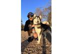 Adopt Skye a Black - with White Alaskan Malamute / Husky / Mixed dog in