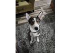 Adopt Fenner a White - with Black Husky / German Shepherd Dog / Mixed dog in