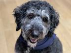 Adopt Mabel a Brown/Chocolate - with White Bernedoodle / Mixed dog in Arlington