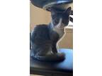 Adopt Raspberry a Gray or Blue (Mostly) Domestic Shorthair / Mixed (medium coat)