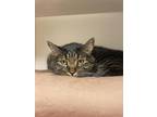 Adopt Henry a All Black Domestic Mediumhair / Domestic Shorthair / Mixed cat in