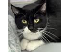 Adopt Albert (Oreo) - Barn Buddy Cat a All Black Domestic Shorthair / Domestic