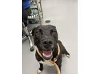 Adopt Barbosa a Black Mixed Breed (Medium) / Mixed dog in Greenwood