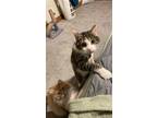 Adopt Buttercup a Brown Tabby American Shorthair / Mixed (short coat) cat in