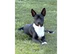 Adopt Punky a Black - with White Pit Bull Terrier / Shepherd (Unknown Type) /